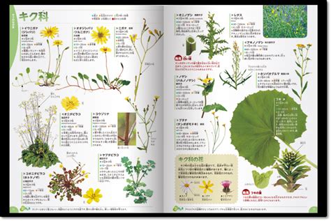 花植物|植物図鑑